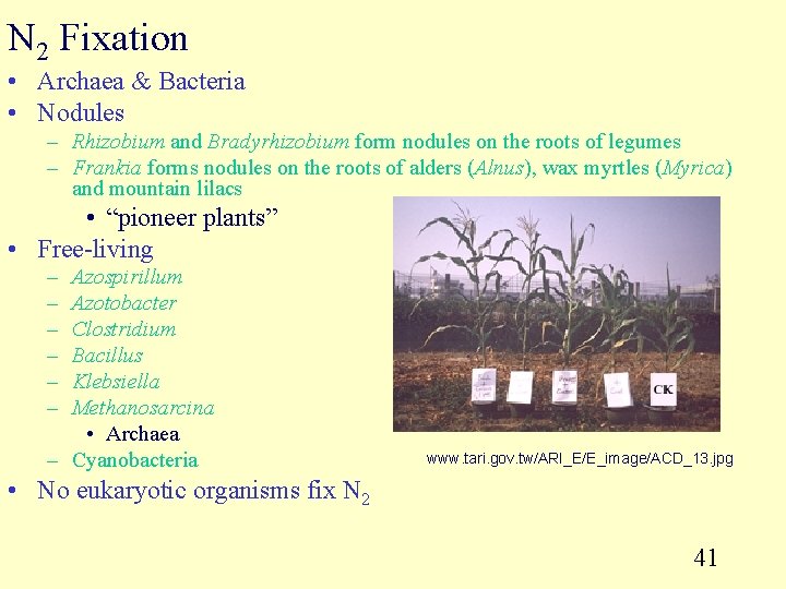 N 2 Fixation • Archaea & Bacteria • Nodules – Rhizobium and Bradyrhizobium form