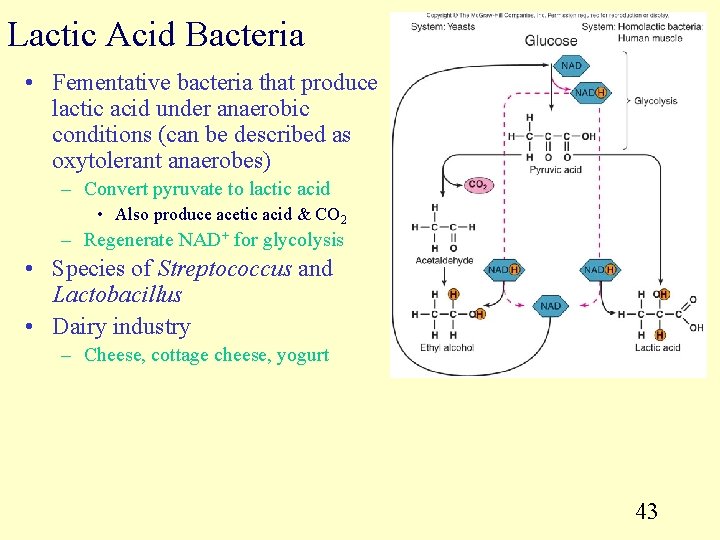 Lactic Acid Bacteria • Fementative bacteria that produce lactic acid under anaerobic conditions (can