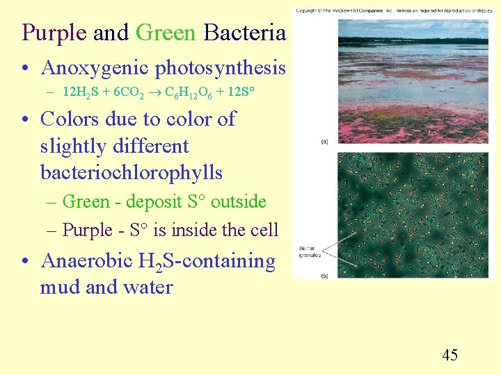 Purple and Green Bacteria • Anoxygenic photosynthesis – 12 H 2 S + 6