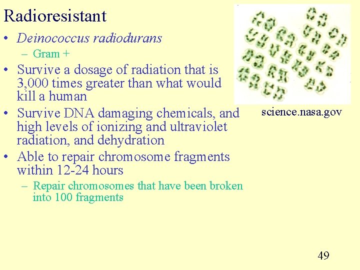 Radioresistant • Deinococcus radiodurans – Gram + • Survive a dosage of radiation that