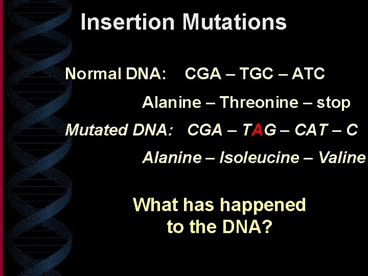 Insertion Mutations Normal DNA: CGA – TGC – ATC Alanine – Threonine – stop