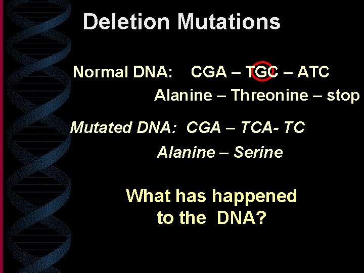 Deletion Mutations Normal DNA: CGA – TGC – ATC Alanine – Threonine – stop