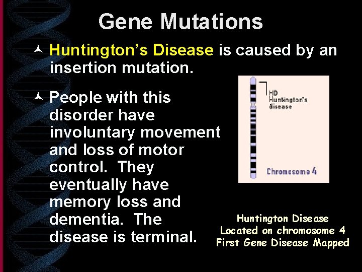 Gene Mutations © Huntington’s Disease is caused by an insertion mutation. © People with
