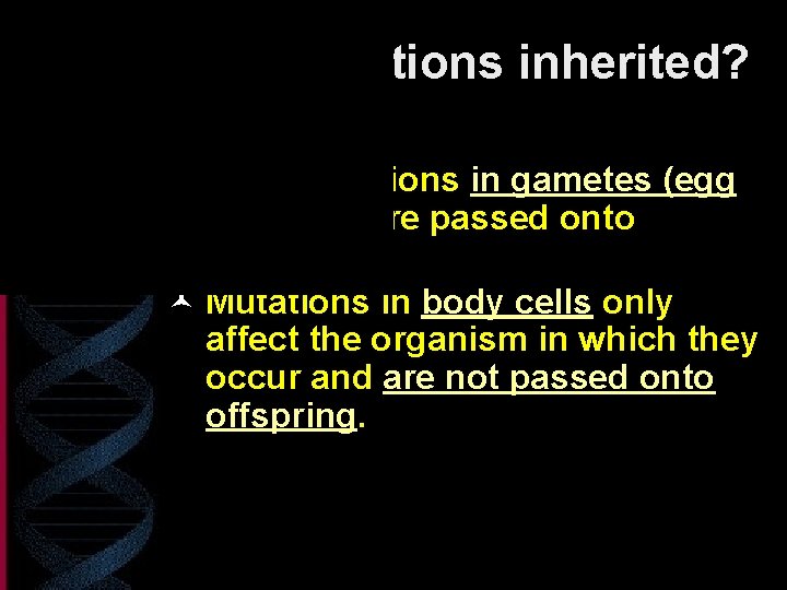 How are mutations inherited? © Only mutations in gametes (egg & sperm) are passed