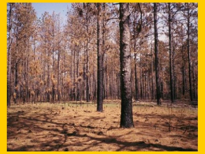 Slide 11 -Scorch in Slash pine 