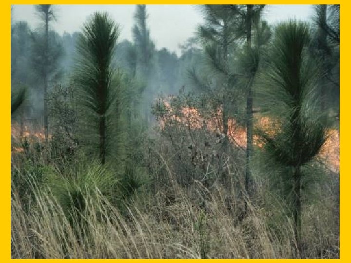 Slide 13 -Intense burn in sapling longleaf 