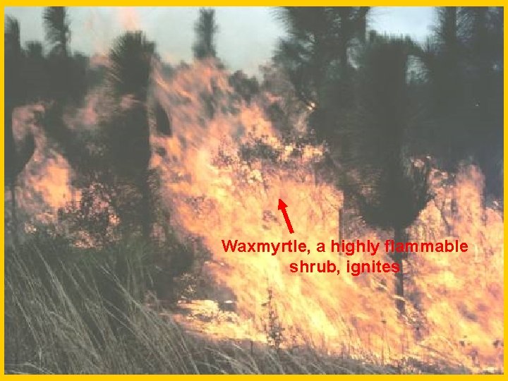 Slide 15 -waxmyrtle, a highly flammable shrub, ignites Waxmyrtle, a highly flammable shrub, ignites