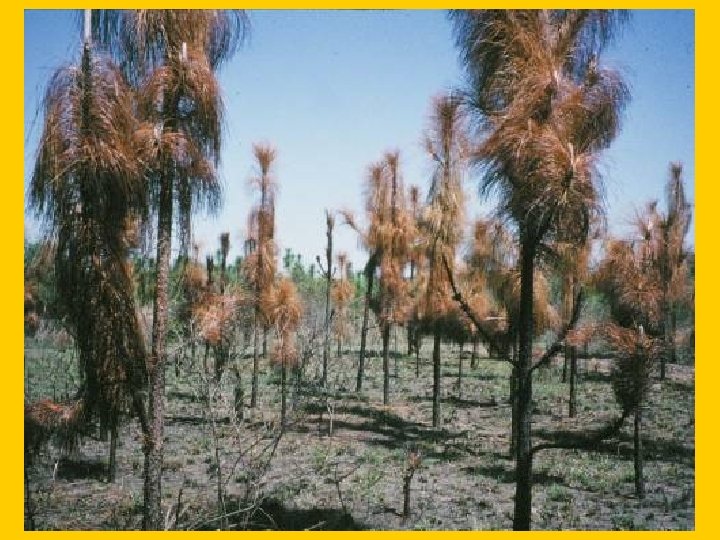 Slide 19 -Scorch in sapling longleaf 