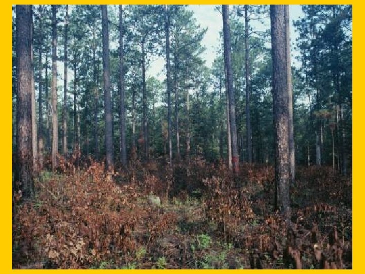 Slide 29 -Fire opens up the understory 