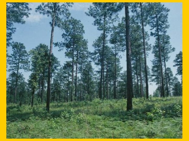 Slide 3 -reserved shelterwood 