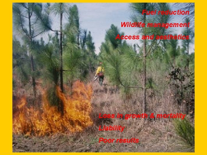 Fuel reduction Slide 38 -Conclusions Wildlife management Access and aesthetics Loss in growth &