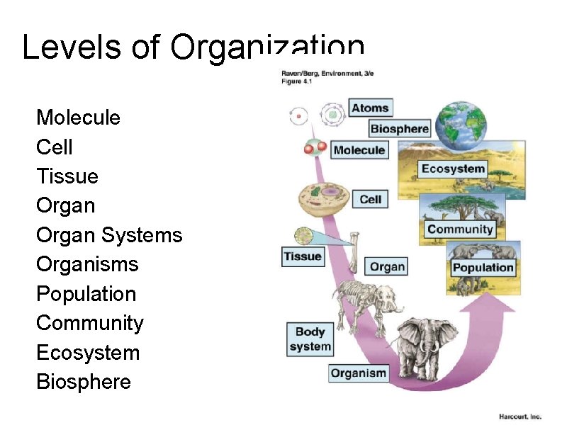 Levels of Organization Molecule Cell Tissue Organ Systems Organisms Population Community Ecosystem Biosphere 