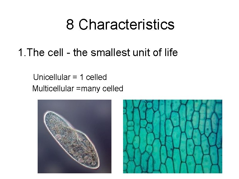 8 Characteristics 1. The cell - the smallest unit of life Unicellular = 1