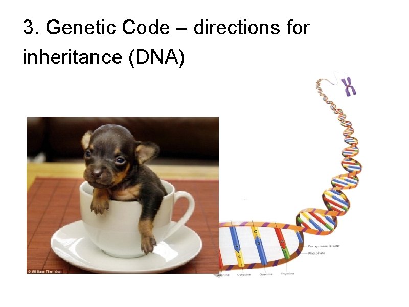 3. Genetic Code – directions for inheritance (DNA) 