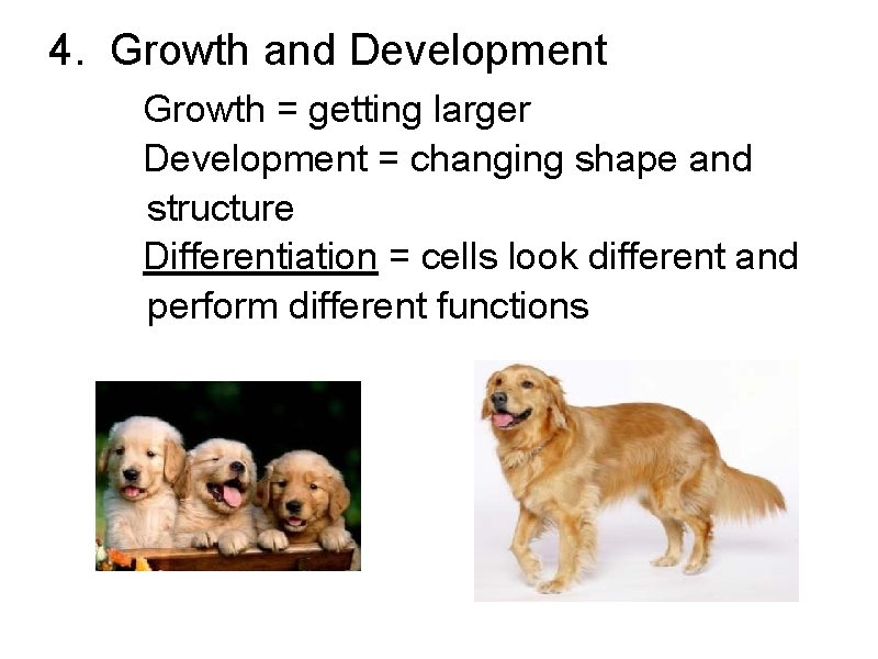 4. Growth and Development Growth = getting larger Development = changing shape and structure
