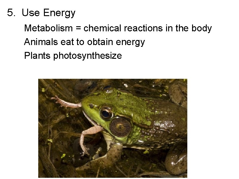 5. Use Energy Metabolism = chemical reactions in the body Animals eat to obtain