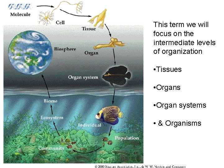 This term we will focus on the intermediate levels of organization • Tissues •