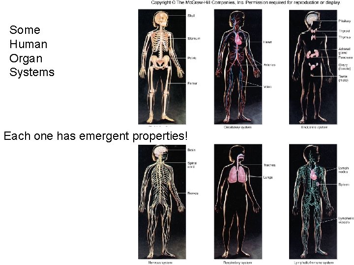 Some Human Organ Systems Each one has emergent properties! 