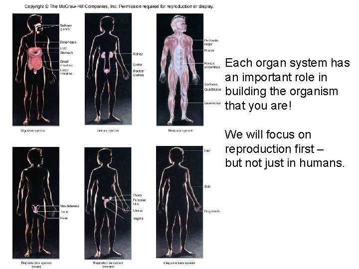 Each organ system has an important role in building the organism that you are!