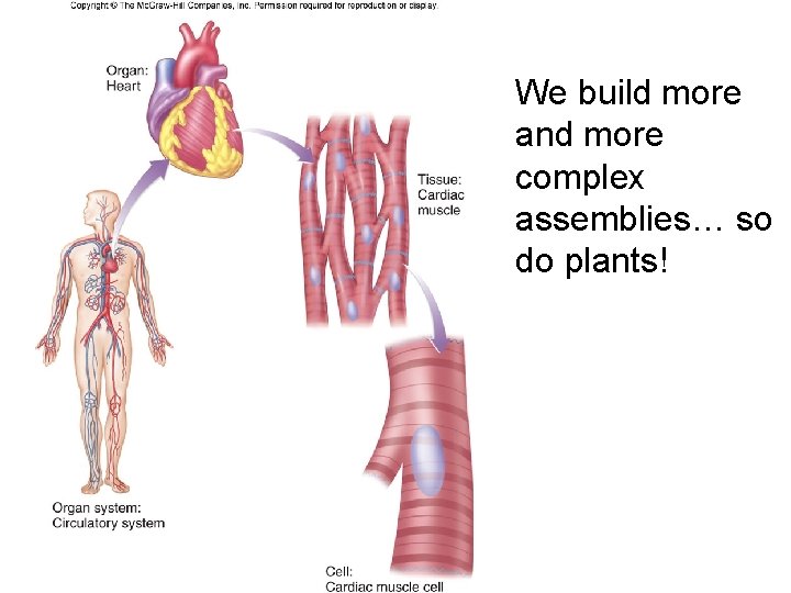 We build more and more complex assemblies… so do plants! 