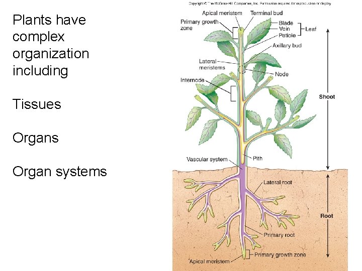 Plants have complex organization including Tissues Organ systems 