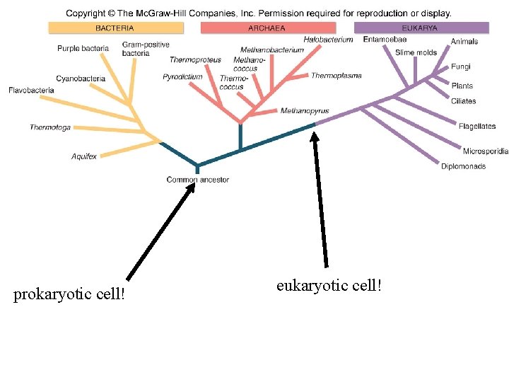prokaryotic cell! eukaryotic cell! 