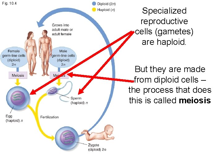 Fig. 10. 4 Specialized reproductive cells (gametes) are haploid. But they are made from