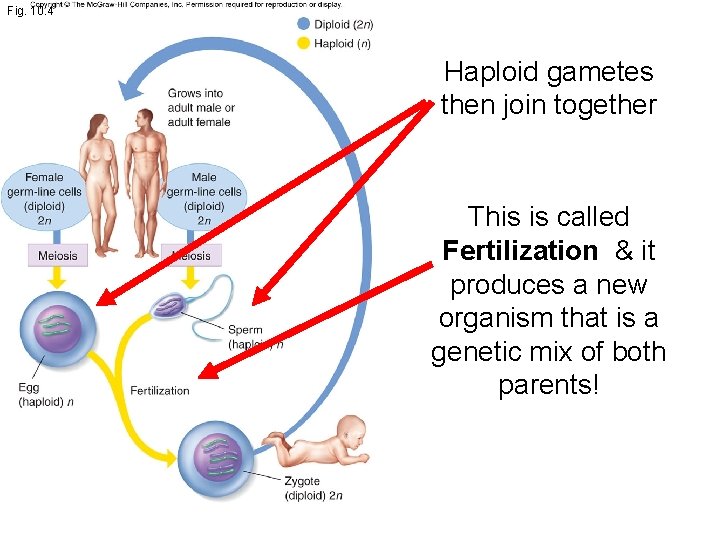 Fig. 10. 4 Haploid gametes then join together This is called Fertilization & it