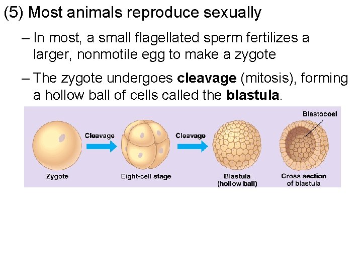 (5) Most animals reproduce sexually – In most, a small flagellated sperm fertilizes a