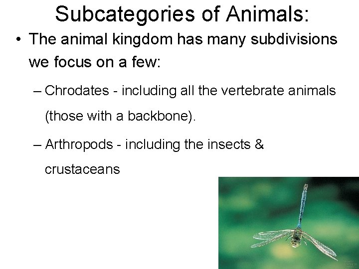 Subcategories of Animals: • The animal kingdom has many subdivisions we focus on a