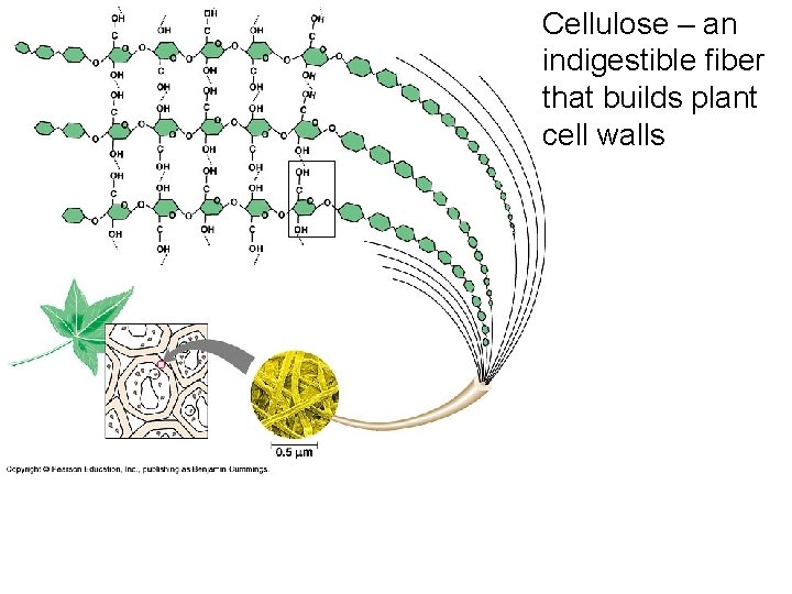 Cellulose – an indigestible fiber that builds plant cell walls 