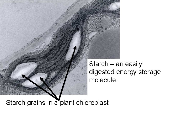Starch – an easily digested energy storage molecule. Starch grains in a plant chloroplast