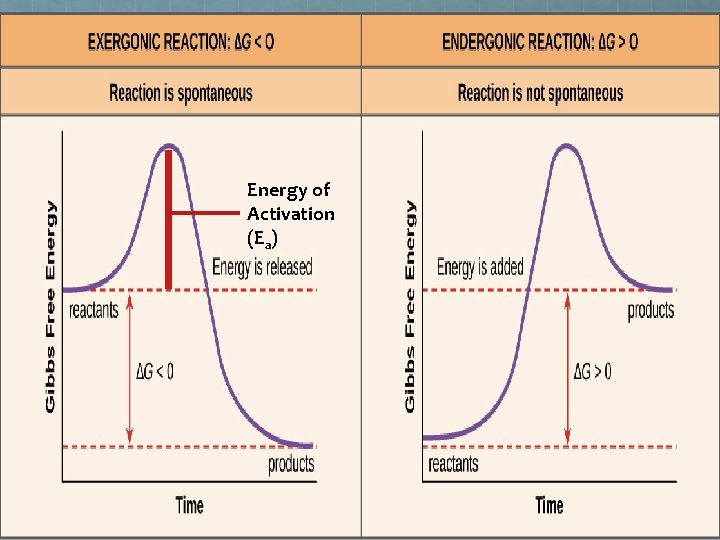 Energy of Activation (Ea) Energy of Activation (Ea)