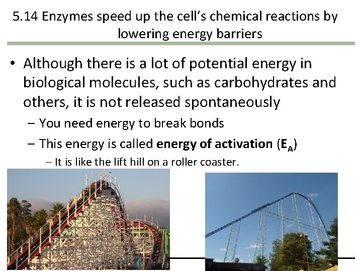 5. 14 Enzymes speed up the cell’s chemical reactions by lowering energy barriers • 5. 14 Enzymes speed up the cell’s chemical reactions by lowering energy barriers •