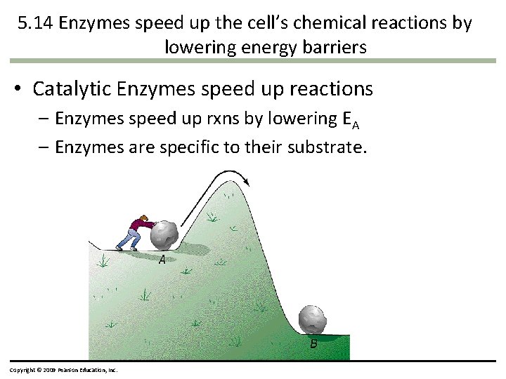 5. 14 Enzymes speed up the cell’s chemical reactions by lowering energy barriers • 5. 14 Enzymes speed up the cell’s chemical reactions by lowering energy barriers •