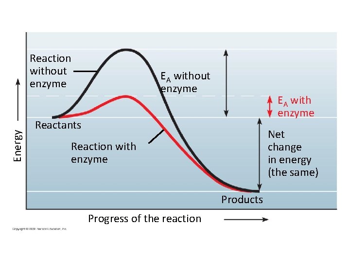 Energy Reaction without enzyme EA with enzyme Reactants Net change in energy (the same) Energy Reaction without enzyme EA with enzyme Reactants Net change in energy (the same)