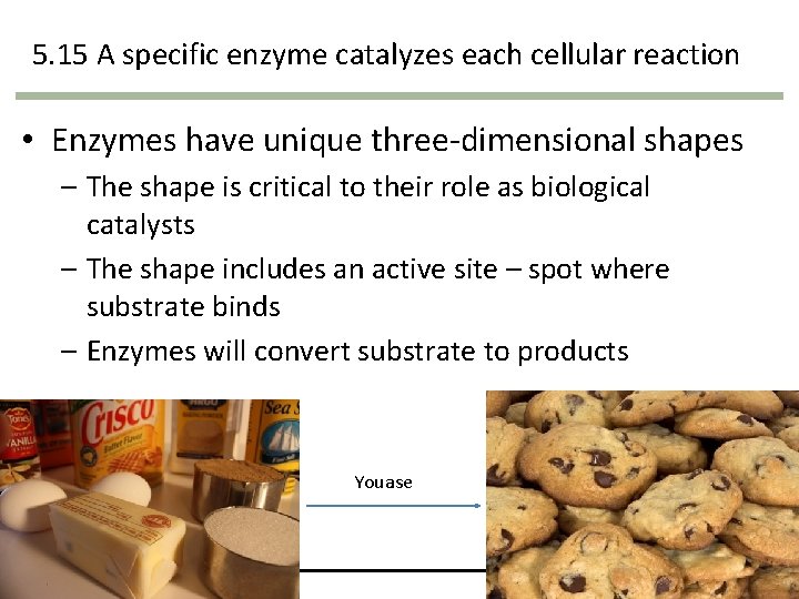 5. 15 A specific enzyme catalyzes each cellular reaction • Enzymes have unique three-dimensional 5. 15 A specific enzyme catalyzes each cellular reaction • Enzymes have unique three-dimensional