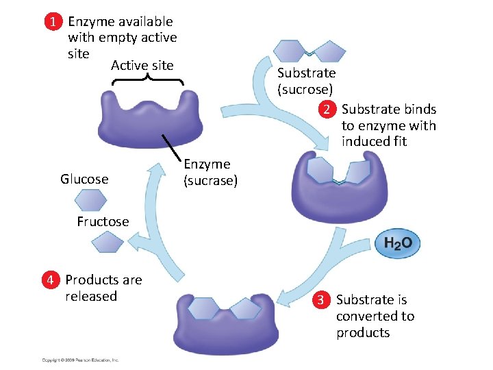 1 Enzyme available with empty active site Active site Glucose Substrate (sucrose) 2 Substrate 1 Enzyme available with empty active site Active site Glucose Substrate (sucrose) 2 Substrate