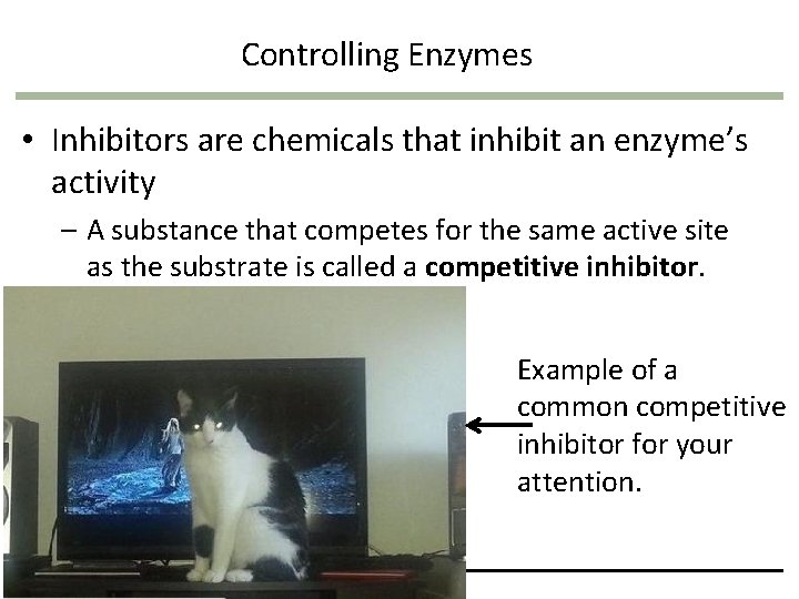 Controlling Enzymes • Inhibitors are chemicals that inhibit an enzyme’s activity – A substance Controlling Enzymes • Inhibitors are chemicals that inhibit an enzyme’s activity – A substance
