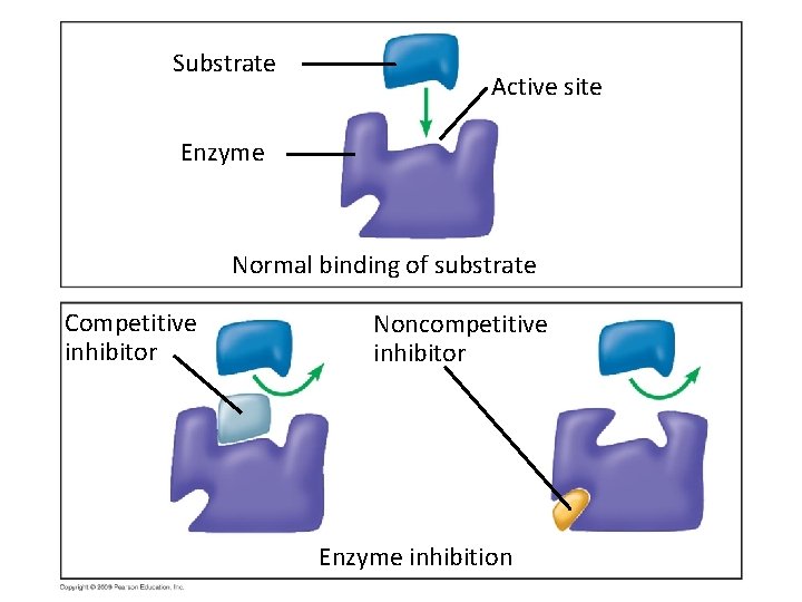 Substrate Active site Enzyme Normal binding of substrate Competitive inhibitor Noncompetitive inhibitor Enzyme inhibition Substrate Active site Enzyme Normal binding of substrate Competitive inhibitor Noncompetitive inhibitor Enzyme inhibition