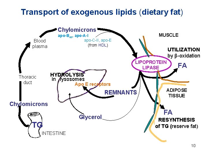 Transport of exogenous lipids (dietary fat) Chylomicrons Blood plasma MUSCLE apo-B 48, apo-A-I apo-C-II,
