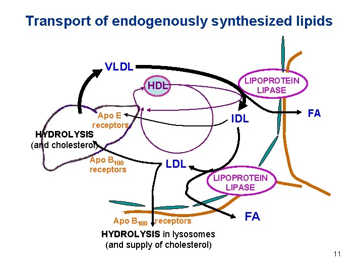 Transport of endogenously synthesized lipids VLDL LIPOPROTEIN LIPASE HDL Apo E receptors IDL FA