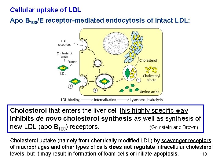 Cellular uptake of LDL Apo B 100/E receptor-mediated endocytosis of intact LDL: Cholesterol that