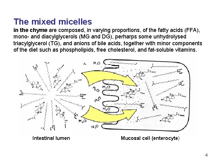 The mixed micelles in the chyme are composed, in varying proportions, of the fatty
