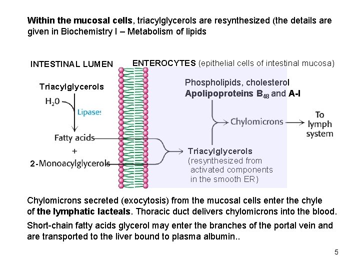 Within the mucosal cells, triacylglycerols are resynthesized (the details are given in Biochemistry I