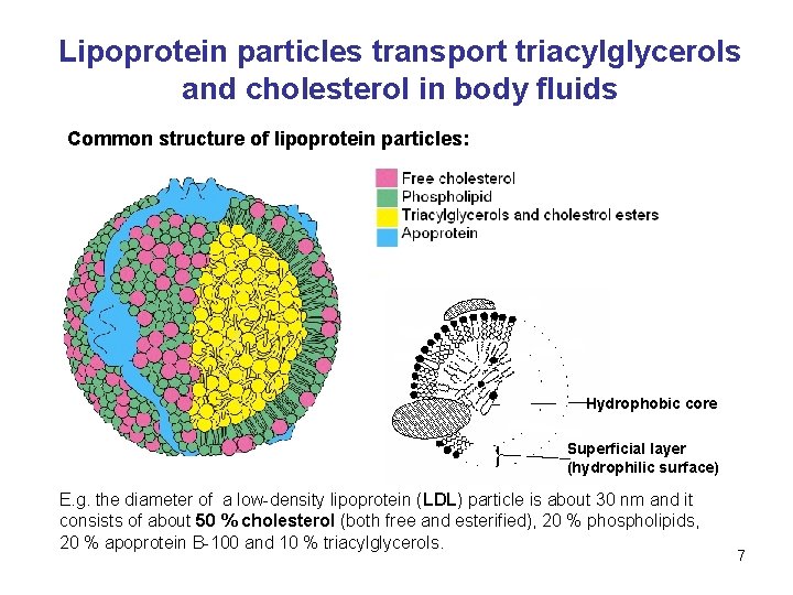 Lipoprotein particles transport triacylglycerols and cholesterol in body fluids Common structure of lipoprotein particles: