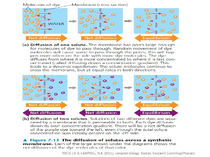 REECE J. B. & CAMPBELL, N. A. (2011). campbell biology. Boston, Benjamin Cummings/Pearson. 