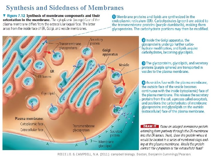 Synthesis and Sidedness of Membranes REECE J. B. & CAMPBELL, N. A. (2011). campbell