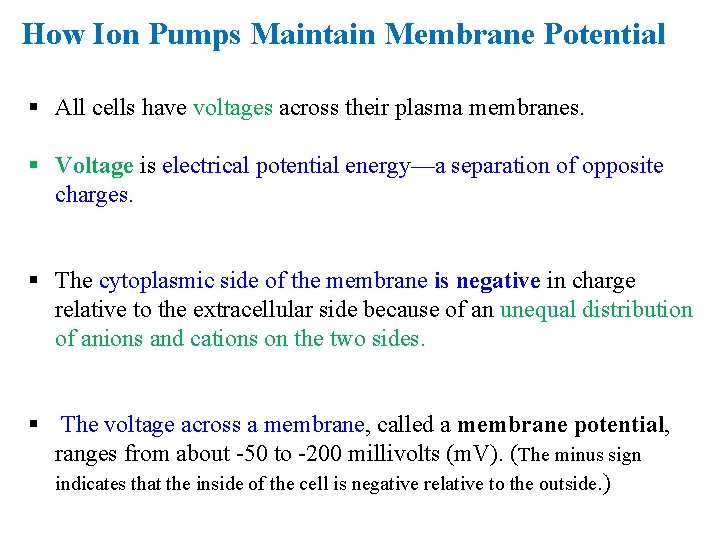 How Ion Pumps Maintain Membrane Potential § All cells have voltages across their plasma