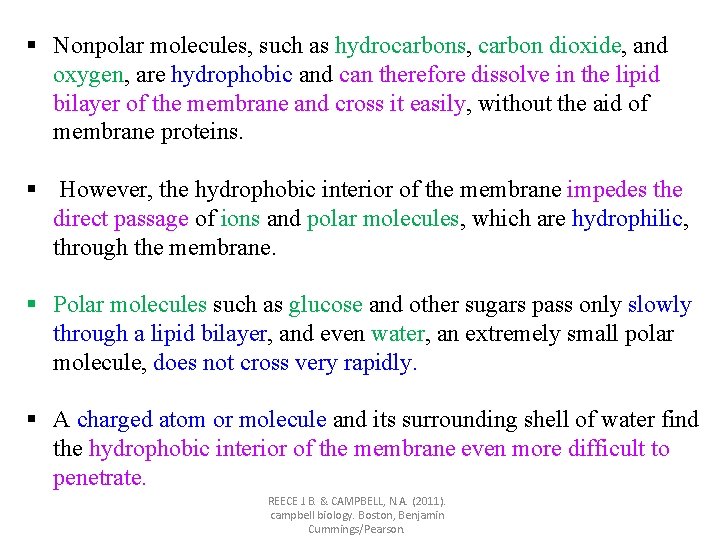 § Nonpolar molecules, such as hydrocarbons, carbon dioxide, and oxygen, are hydrophobic and can